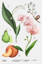 عطر زنانه ارکیده زارا