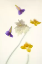عطر SHADES OF BLISS زارا - تصویر 6