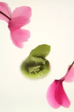 عطر SHADES OF NOSTALGIA زارا - تصویر 4